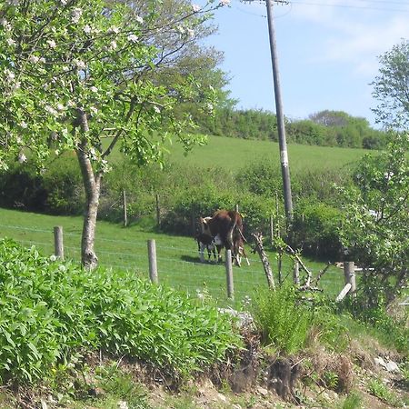 Staylittle Farm Dolgellau Exteriér fotografie